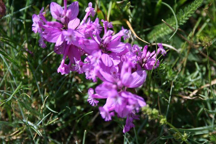 Vicia sp e Polygala sp.